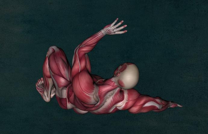 Fonction musculaire Fonction musculaire