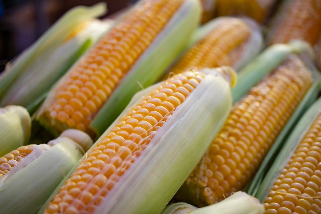 A bundle of yellow corn with covered in half leaves