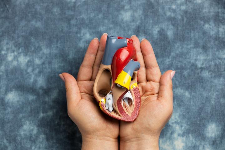 Le complément ultime pour la santé rénale Le complément ultime pour la santé rénale