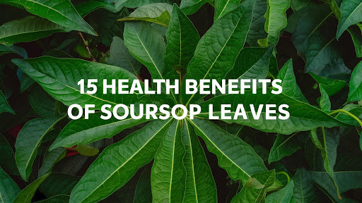 A soursop leaves with text in the middles that says 15 health benefits of soursop leaves