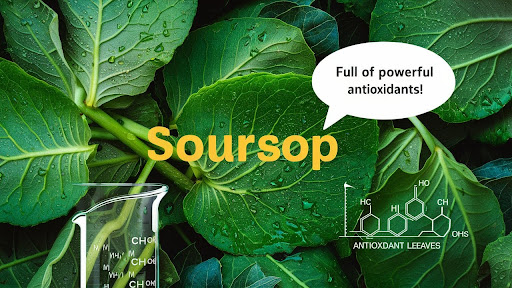 A bundle of leaves with soursop text